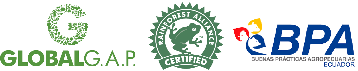 global gap y rain forest